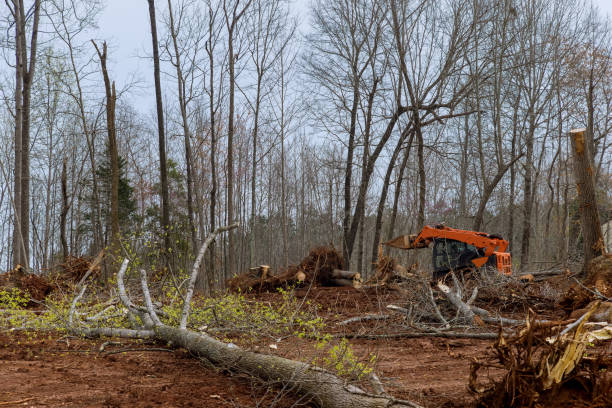 Reliable Burton, SC Tree Care Solutions