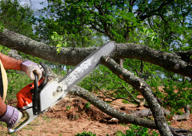 How Our Tree Care Process Works  in  Burton, SC